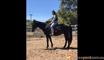 Black ASH Gelding on HorseYard.com.au