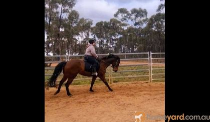 dual registered Qtr/paint. DOB: 8/12/16 . Bay Gelding, approx. 15.1 hh. on HorseYard.com.au