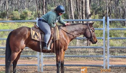 dual registered Qtr/paint. DOB: 8/12/16 . Bay Gelding, approx. 15.1 hh. on HorseYard.com.au