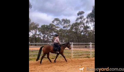 dual registered Qtr/paint. DOB: 8/12/16 . Bay Gelding, approx. 15.1 hh. on HorseYard.com.au