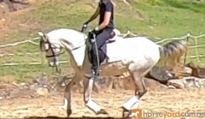 Arabian Riding Pony 7yo - 14.3hh Excalibur Park Roxtar on HorseYard.com.au