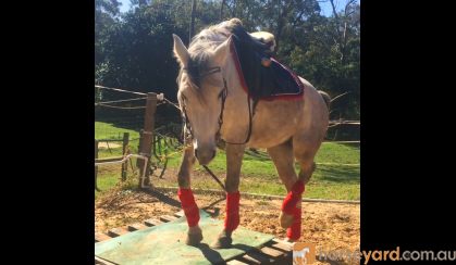 Arabian Riding Pony 7yo - 14.3hh Excalibur Park Roxtar on HorseYard.com.au