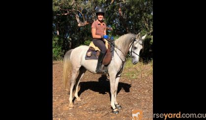 Arabian Riding Pony 7yo - 14.3hh Excalibur Park Roxtar on HorseYard.com.au