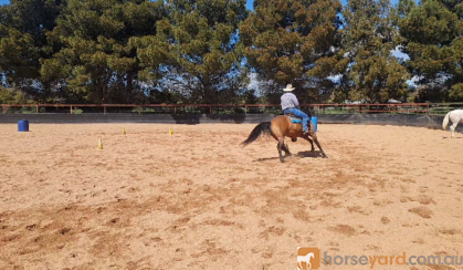 Woodstock Sergeant - Stunning Australian Sock Horse Gelding 11yo Buckskin - Joey on HorseYard.com.au