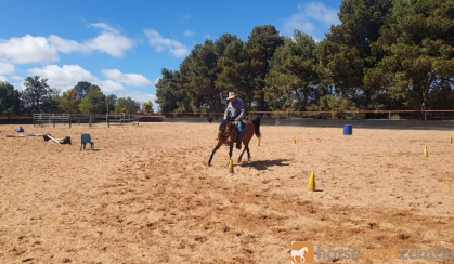 Woodstock Sergeant - Stunning Australian Sock Horse Gelding 11yo Buckskin - Joey on HorseYard.com.au