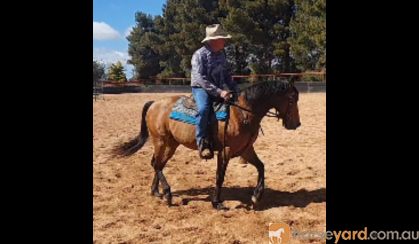 Woodstock Sergeant - Stunning Australian Sock Horse Gelding 11yo Buckskin - Joey on HorseYard.com.au