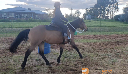 Woodstock Sergeant - Stunning Australian Sock Horse Gelding 11yo Buckskin - Joey on HorseYard.com.au