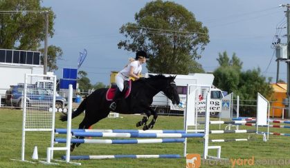 Stunning Black Andalusian x TB mare on HorseYard.com.au