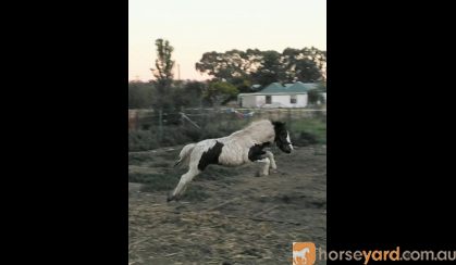 Weanling Filly on HorseYard.com.au