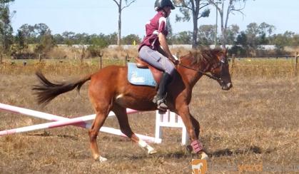 Competitive childs mount- Jump, event, dressage, show on HorseYard.com.au