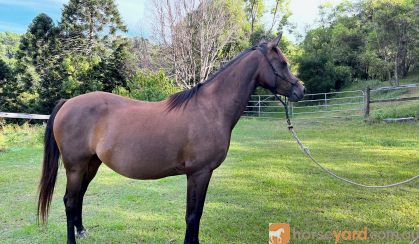 Brown Arabian mare on HorseYard.com.au