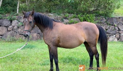 Brown Arabian mare on HorseYard.com.au