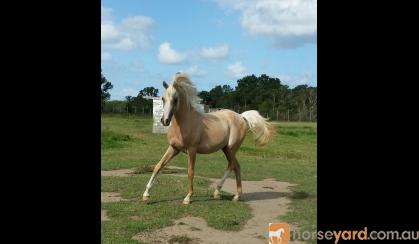 Palomino filly on HorseYard.com.au