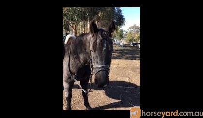 Stunning Black Pony on HorseYard.com.au
