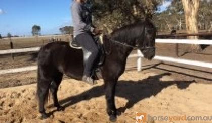 Stunning Black Pony on HorseYard.com.au