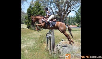 Great teenagers mount on HorseYard.com.au