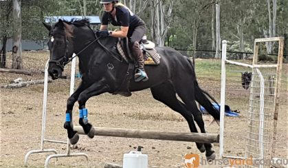 Gentle, responsive registered Percheron Warmblood Gelding  on HorseYard.com.au