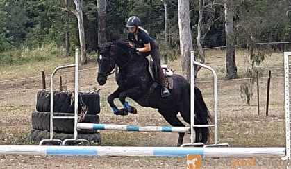 Gentle, responsive registered Percheron Warmblood Gelding  on HorseYard.com.au