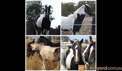 50% GYPSY COB on HorseYard.com.au