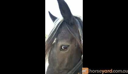 UK Imported Gypsy Cob Vanner Mare on HorseYard.com.au