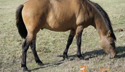 Friendly Bay Dun Gelding on HorseYard.com.au