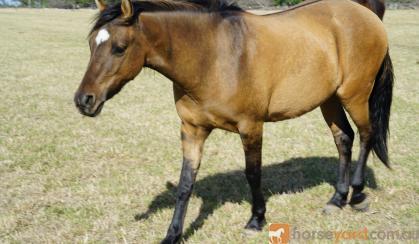 Friendly Bay Dun Gelding on HorseYard.com.au