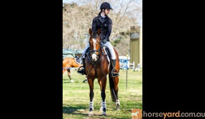 Beautiful All Rounder on HorseYard.com.au