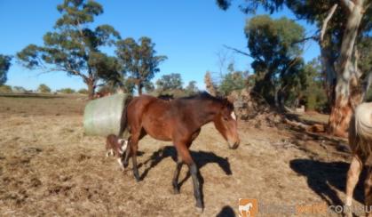 Kilburns Cool Change Bay colt ASH on HorseYard.com.au