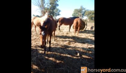 Kilburns Cool Change Bay colt ASH on HorseYard.com.au