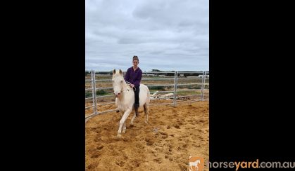 Part bred Arabian  on HorseYard.com.au