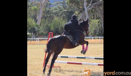 Tb mare  on HorseYard.com.au