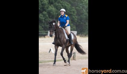 Brown/Black TB Mare on HorseYard.com.au