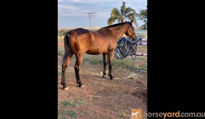 Gentle Senior on HorseYard.com.au