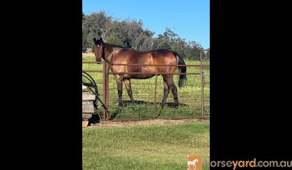 Gentle Senior on HorseYard.com.au