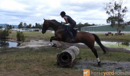 Sweet Natured Warmblood Gelding on HorseYard.com.au