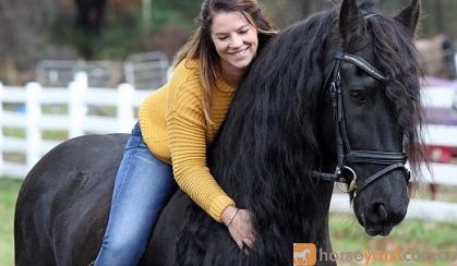 Best Friesian Mare . on HorseYard.com.au