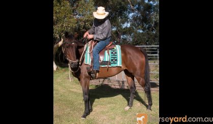 Thoroughbred Mare Margery’s Dancer, on HorseYard.com.au