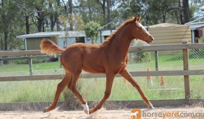 Trying to find - Lauries As 2015 gelding on HorseYard.com.au