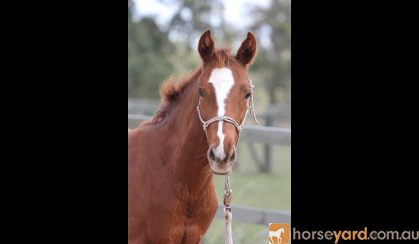 Trying to find - Lauries As 2015 gelding on HorseYard.com.au