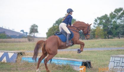 Little horse with a big heart! on HorseYard.com.au