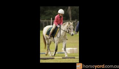 Perfect kid pony on HorseYard.com.au