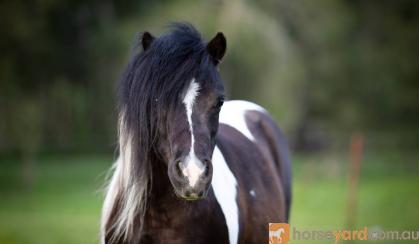 Outstanding Miniature horse mare - by Imported sire on HorseYard.com.au