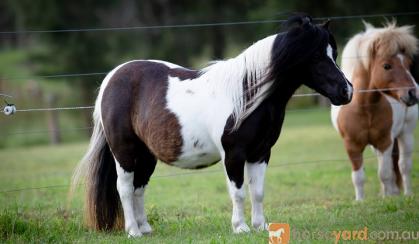 Outstanding Miniature horse mare - by Imported sire on HorseYard.com.au