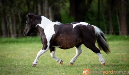 Outstanding Miniature horse mare - by Imported sire on HorseYard.com.au