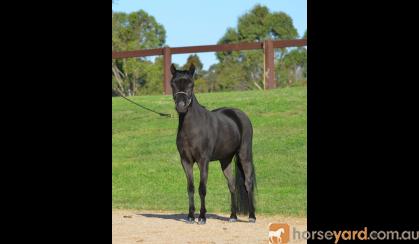 Miniature Horse Mare Full American on HorseYard.com.au