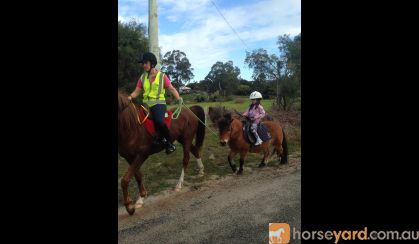 Mr Mack Miniature Pony - ridden or cart. on HorseYard.com.au