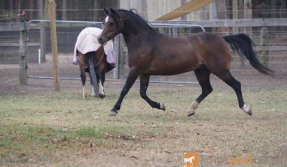 Exquisite Welsh A Yearling gelding. Super show/Harness prospect on HorseYard.com.au