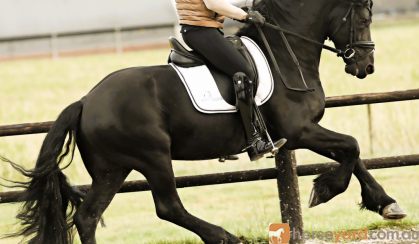 Jet-Black Friesian 5 Year Old Friesian Gelding .  on HorseYard.com.au