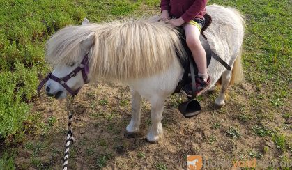 Quiet Shetland Pony on HorseYard.com.au