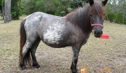 mini mare shetland blue roan mare on HorseYard.com.au